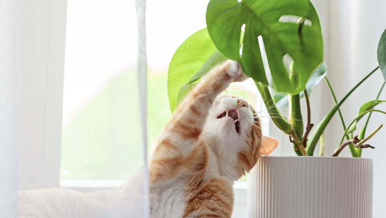 Examinar plantas es una de las actividades favoritas de los gatos Foto: Shutterstock
