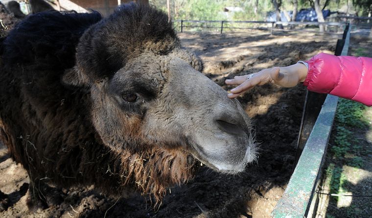 Todavía quedan 16 camellos en el Ecoparque de Mendoza