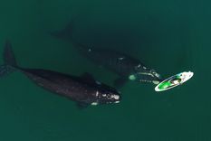 Las ballenas llegan hasta las costas de Puerto Madryn y regalan un espectáculo único en el mundo Foto: Maxi Jonas
