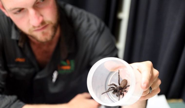 araña de tela en embudo australiana La mortífera araña de tela en embudo australiana. Foto: Smithsonianmag