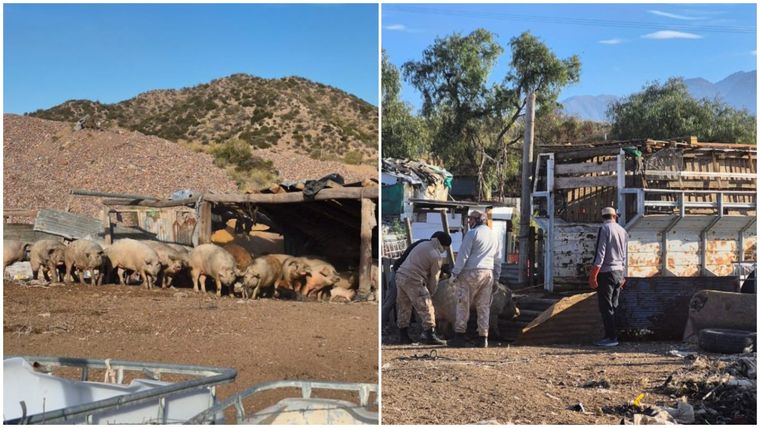 Los trabajos de los efectivos de la Policía Rural en el criadero ilegal descubierto en Luján.&nbsp;