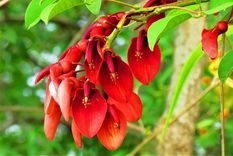 El ceibo es la flor nacional de Argentina.