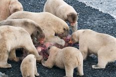 cada vez mas osos polares se comen entre ellos