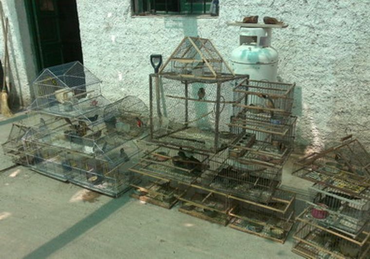 Las aves cautivas en la vivienda del detenido, en Las Heras. Foto: Policía Rural