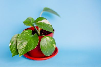 MDZol | Este método casero es clave para que el potus no muera Foto: Fuente: Shutterstock