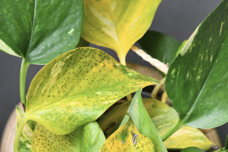 Adiós a las hojas amarillas con este ingrediente de la alacena. Foto: Shutterstock Adiós a las hojas amarillas con este ingrediente de la alacena. Foto: Shutterstock