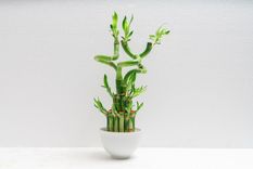 Una planta atractiva.