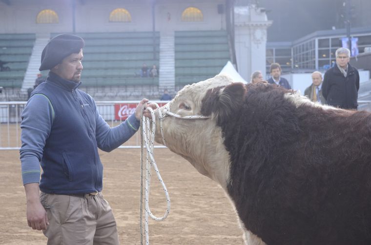 El Escocés, un toro de raza Hereford, es el primer animal de la Exposición Rural. Foto: Juan Mateo Aberastain.