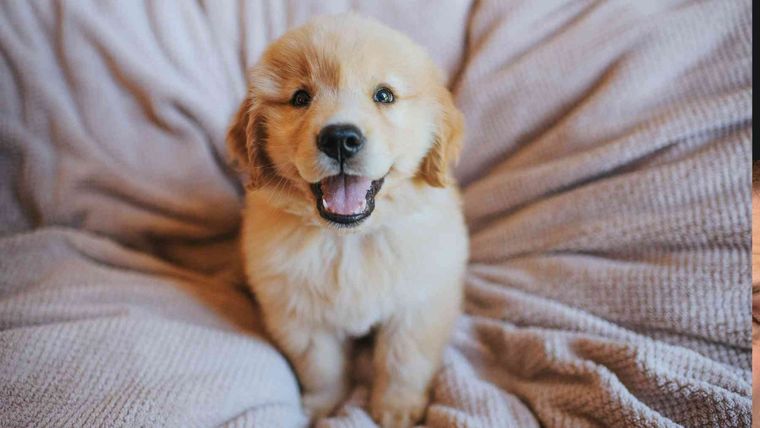 Un sueño para analizar. Foto: Shutterstock