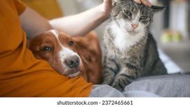 El ronroneo de los gatos: mucho más que una señal de felicidad Foto: Shutterstock