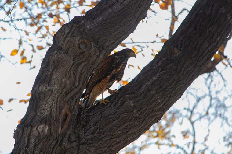 Uno de los gavilanes liberados. Foto: Municipalidad de la Ciudad de Mendoza