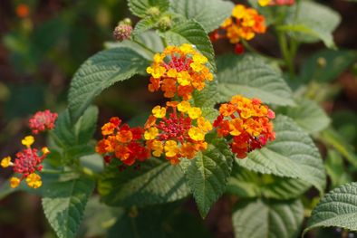 MDZol | Lantana camara 1