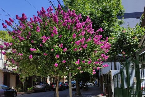 Árboles con flores lindas. Árboles con flores lindas.