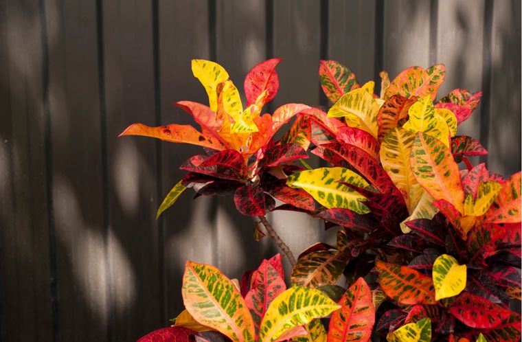 Jardín Características del crotón Foto: Shutterstock