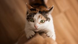 Los gatos rasguñan por necesidad natural, no por conducta desafiante. Foto: Archivo Los gatos rasguñan por necesidad natural, no por conducta desafiante. Foto: Archivo