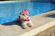 Estos pequeños están en el top número 1 de lo más cariñoso. Foto: Shutterstock