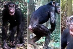 Es la primera vez en la historia que esto sucede. Foto: Hockings, K.J., Mubemba, B., Avanzi, C. et al. Leprosy in wild chimpanzees.