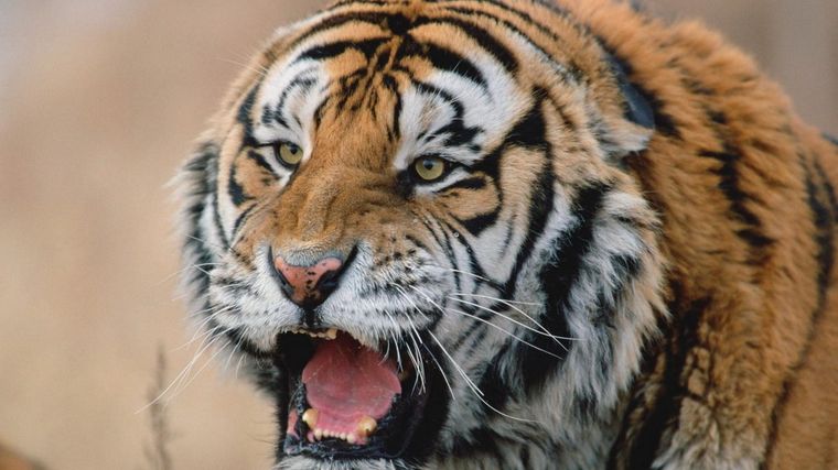 El tigre de bengala, animal salvaje. Foto: Reserva.