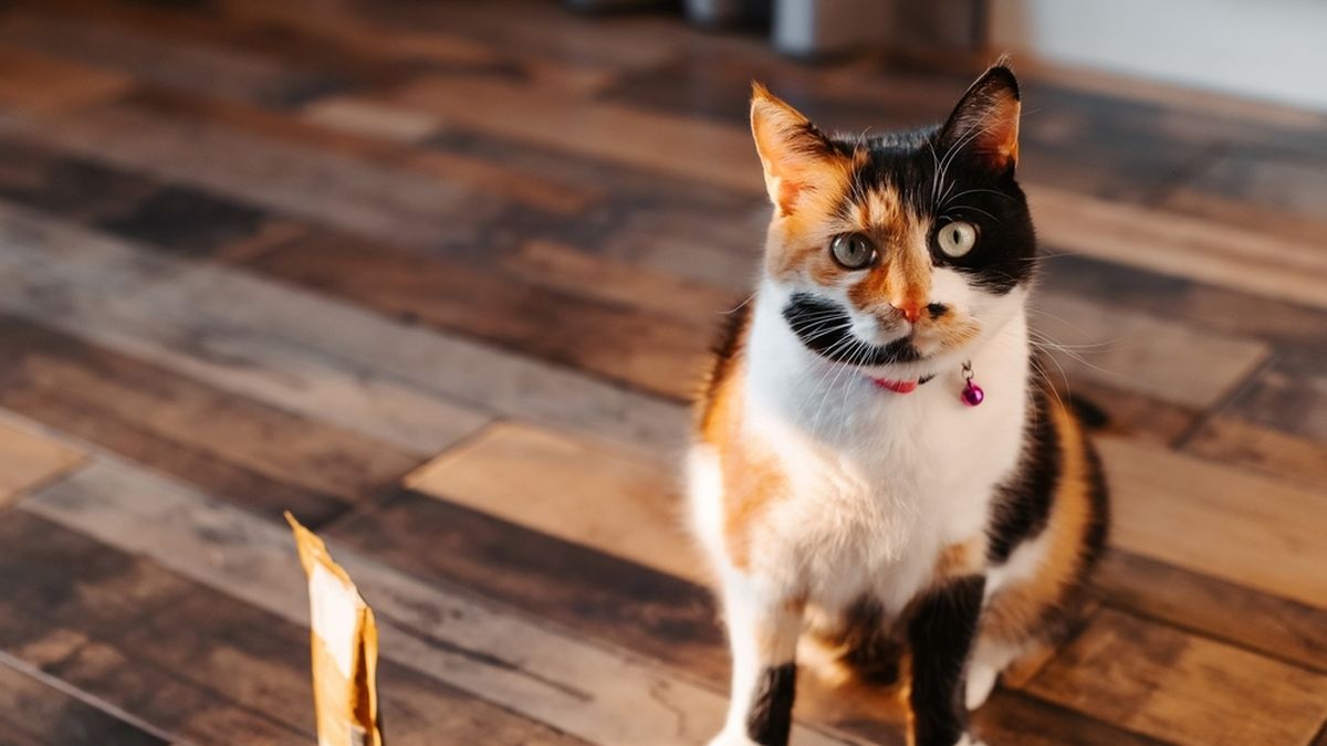 ¿Por qué tu gato te sigue al baño? La razón detrás de este hábito viral