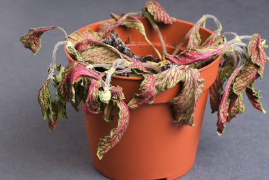 MDZol | Este abono casero revive cualquier tipo de planta marchita Foto: Shutterstock