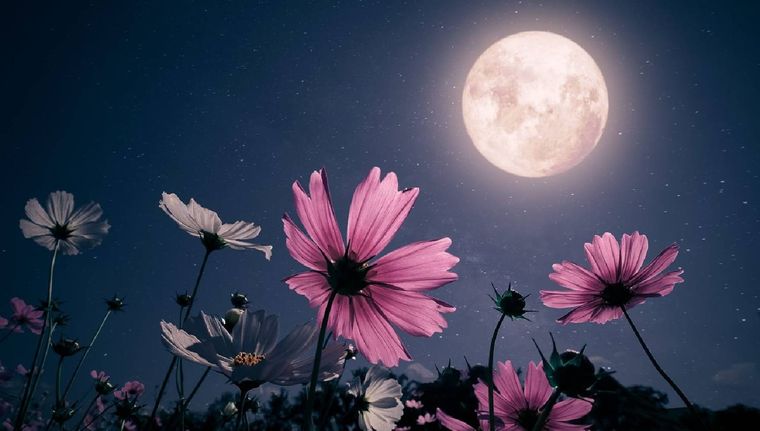 Qué es y cómo elaborar un jardín lunar (Shutterstock).