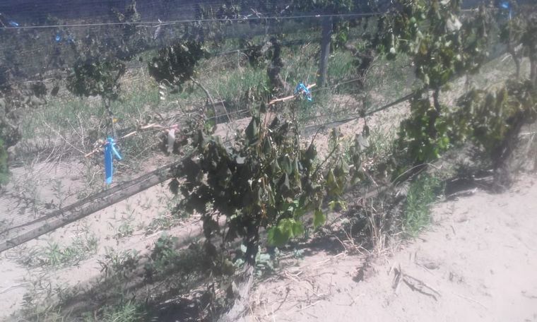 Heladas. Imagen ilustrativa.