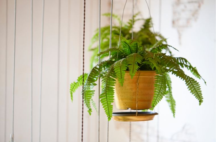 Jardín Plantas que absorben la humedad Foto: Shutterstock