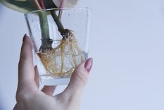 Este enraizador casero es vital para el crecimiento de las plantas Foto: Shutterstock