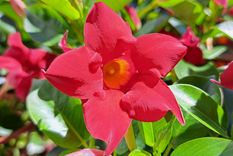Con la llegada de la primavera y el aumento de las temperaturas, la mandevilla se presenta como una aliada perfecta para revitalizar jardines, balcones o patios Foto: Shutterstock