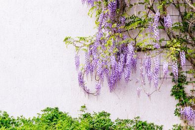 MDZol | Plantas ideales para darle vida a tus exteriores Foto: SHUTTERSTOCK