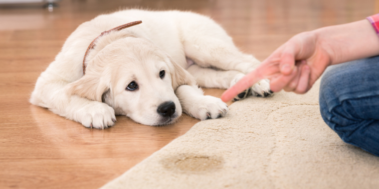 Si un perro o un gato repite el mismo lugar para orinar, porque no quedó limpio completamente. Foto: Archivo