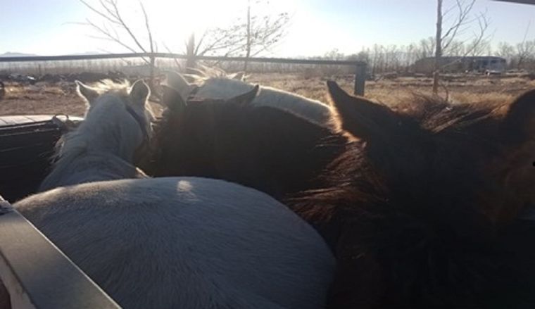 La Policía Rural recuperó animales robados y secuestró grandes cantidades de carne en mal estado en la Zona Este de Mendoza
