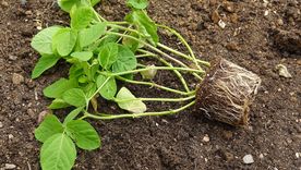Este enraizador casero hará que las plantas crezcan fuertes y sanas Foto: Shutterstock