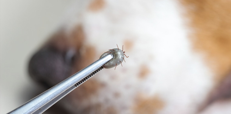 Aprende a retirar las garrapatas de tu perro de forma segura y eficaz Foto: Shutterstock