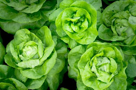 Foto: Food Print - https://foodprint.org/real-food/lettuce/