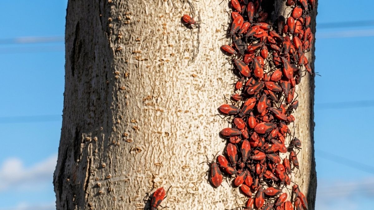 Varios municipios de Mendoza alertan a sus vecinos por la chinche del arce