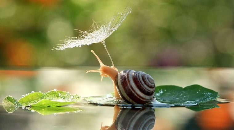 Foto: Vyacheslav Mishchenko