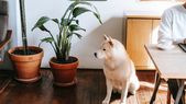 Estas tres plantas de interior son ideales para los perros. Estas tres plantas de interior son ideales para los perros.