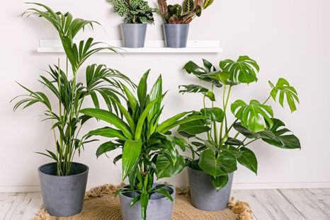 Es una planta fácil de cuidar y adaptable a espacios interiores. Foto: elblogdelatabla.com. Es una planta fácil de cuidar y adaptable a espacios interiores. Foto: elblogdelatabla.com.