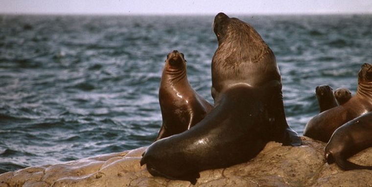 Lobos marinos en el sur argentino. Foto: web