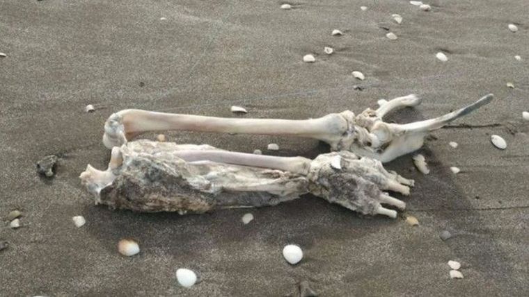 El hallazgo lo dejó impactado