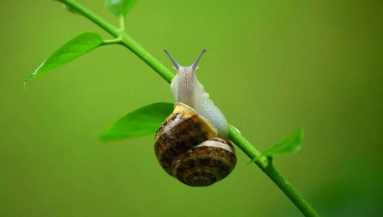 Cómo usar cáscaras de huevo para proteger tus plantas de caracoles sin usar venenos ni productos químicos. Foto: Shutterstock Cómo usar cáscaras de huevo para proteger tus plantas de caracoles sin usar venenos ni productos químicos. Foto: Shutterstock
