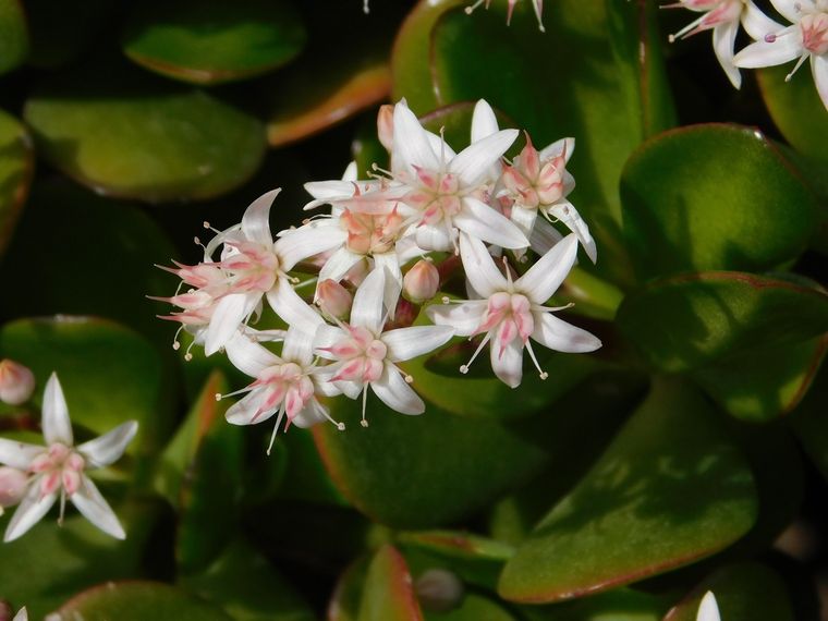JARDÍN El árbol de jade puede tener flores de color blanco y rosado Foto: SHUTTERSTOCK
