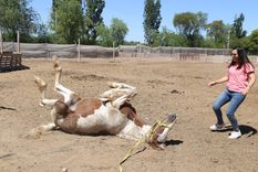 PEMPA, ONG que recupera caballos maltratados Jesica Valenzuela, una de las responsable de la ONG, junto a Flicka, una yegua en recuperación que se revuelca. Foto: Maximiliano Ríos /MDZ