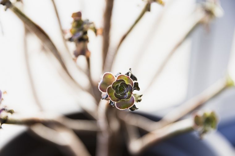 El truco de jardinería que nadie conoce. Fuente: Freepik.