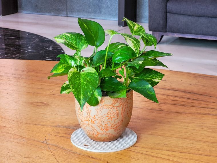 Jardinería. Potus, una planta de fácil cuidado. Foto: Fuente: Shutterstock