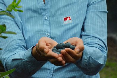 MDZol | El Inta es uno de los organismos descentralizados que está en la mira del Gobierno de Javier Mieli. Foto: Inta Informa