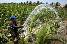 Los científicos no aciertan con la respuesta, respecto de la conducta de las plantas. Foto: Efe.