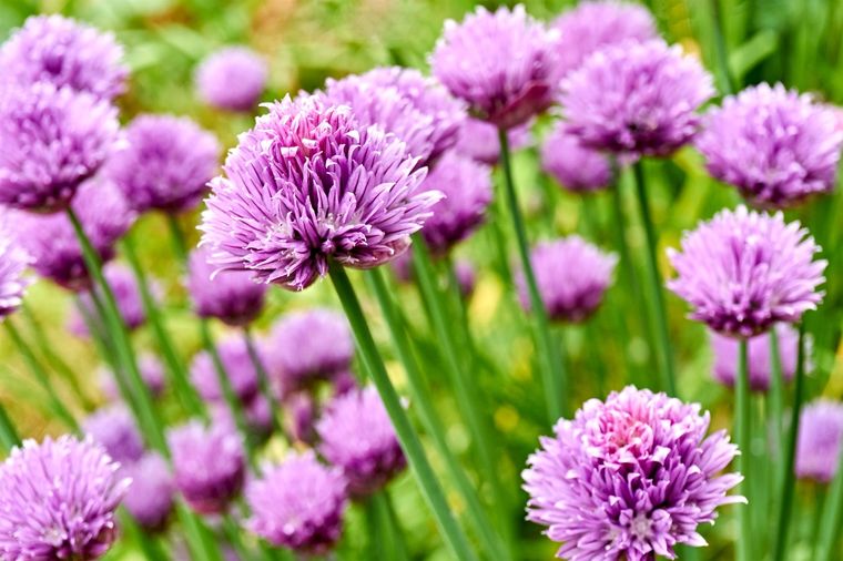 Plantas Allium Foto: SHUTTERSTOCK