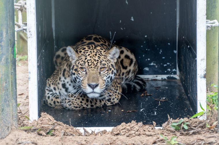 Keraná fue liberada en El Impenetrable Foto: Gentileza Andi Villarreal /Rewilding Argentina